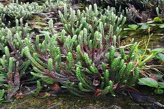 Cassiope fastigiata
